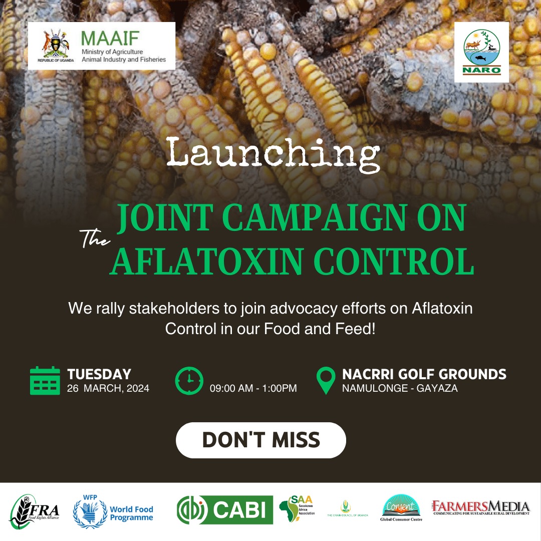 #HappeningNow: A joint stakeholder campaign on #aflatoxincontrol @NARO_NaCRRI Present at stakeholders from @GovUganda, Private sector, Civil Society and Development partners. @MAAIF_Uganda @narouganda @FoodRights @MinofHealthUG @IITA_CGIAR @USAID