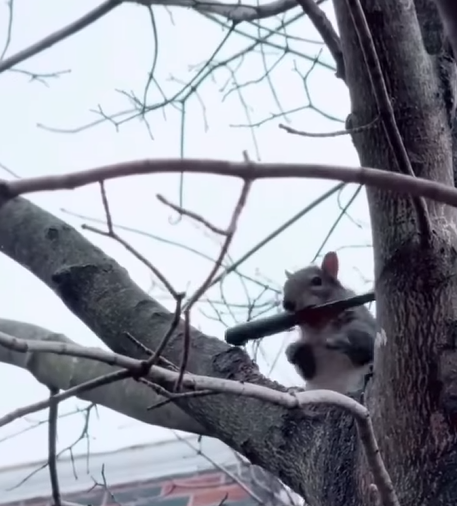 Grindmaster Fesxh / aktuell kein Bock (bb) tweet media