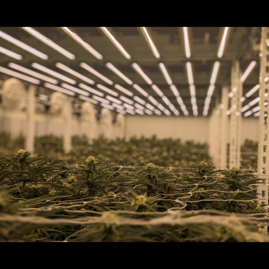 We're not saying our garden is magic, but things just grow better here... 

#CultivatingGoodness #NatureKnowsBest #PlantMagic