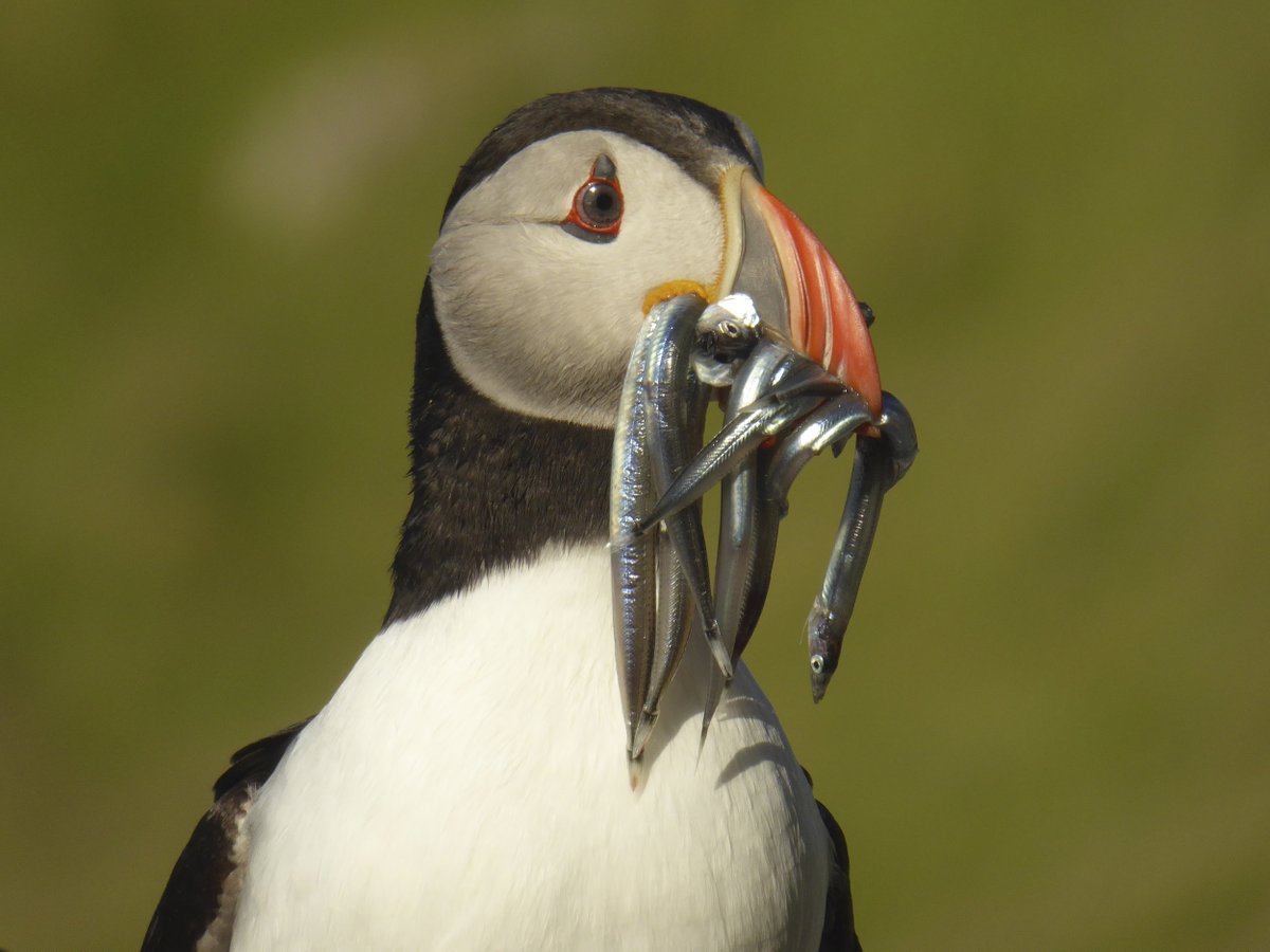 We’re excited to share that as of today @scotgov have closed all Scottish waters to industrial sandeel fishing! Happening just in time for the start of the seabird breeding season, this historic and positive move throws them a crucial lifeline at a time they are under increasing