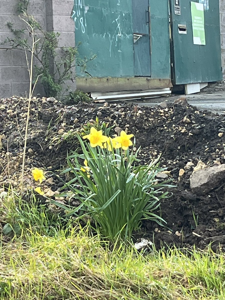 Looking forward to catching up with some @WECANlbs folks today. Just waiting for the bus into Leeds. Spotted this on my way out. Spring is getting through in the most unlikely of places. #socialenterprise #daffodils
