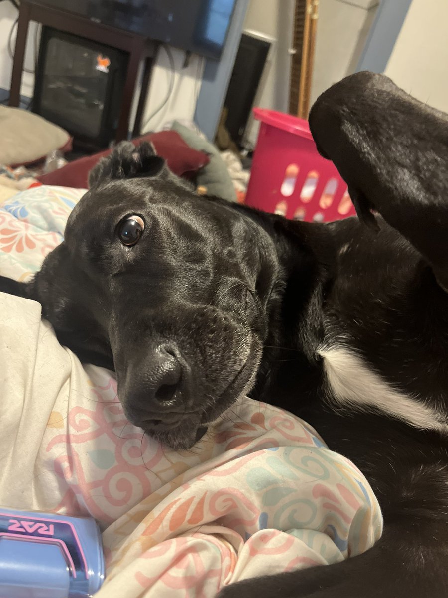 Claire_lighting's tweet photo. @callie_loml @taylornation13 @taylorswift13 Meet Joy my black dog (black lab/german shepherd mix) https://t.co/q9NGUIyh2q