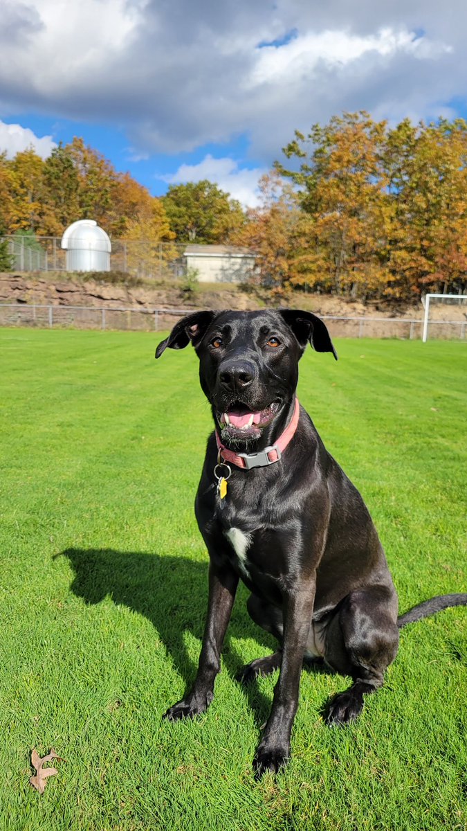 Claire_lighting's tweet photo. @callie_loml @taylornation13 @taylorswift13 Meet Joy my black dog (black lab/german shepherd mix) https://t.co/q9NGUIyh2q