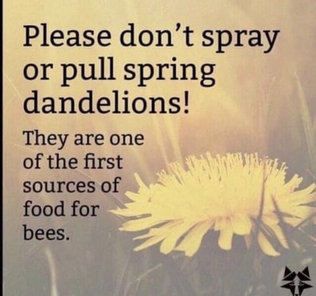 Good morning from a windy Arkansas 40°🌼 Did you know that years ago they used to mix dandelion seed in with grass seed for your lawn. They did that to promote a healthy environment. Now we have dandelion farms. The dandelion is our friend. When you see a dandelion smile.🌼😊