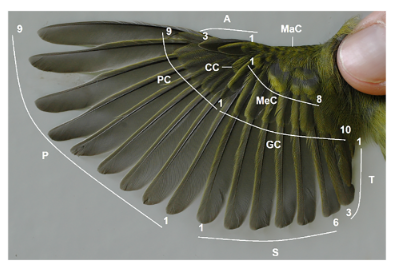 MCNBbiblioteca's tweet photo. 🪶Wing- and tail-feather moult sequence and intensity depend on species, life-cycle stage, and moult completeness in passerines

✍️@SANTIGUA, collaborator Vertebrates Dep @museuciencies 

📖Published in Avian Reserach by @KeAiPublishing &amp; #RepositoriMCNB👇
https://t.co/JxYT1PSj9I https://t.co/haw0CWU8uk