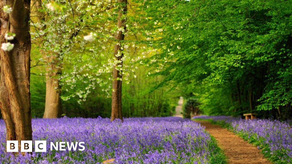 #Bluebells could bloom earlier due to mild weather bbc.co.uk/news/articles/…  #horticulture #spring