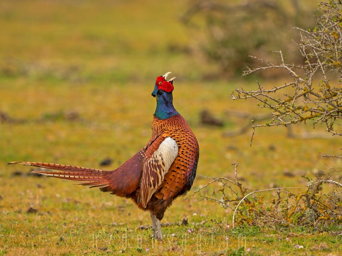 Sülün / Common Pheasant Kızılırmak Delta / Samsun @birdphototurkiye @samsun @kizilirmakdeltasi