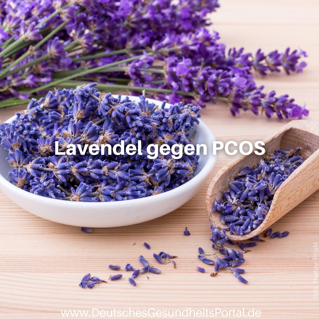 Neue Studie zum #PCO-Syndrom: #Lavendel gegen PCOS [...] Zum kompletten Beitrag: deutschesgesundheitsportal.de/2024/03/25/lav…

#Frauengesundheit #Wissenschaft #Gesundheit #Medizin #Gesundheitsportal #Gesundheitsnachrichten #Healthcare