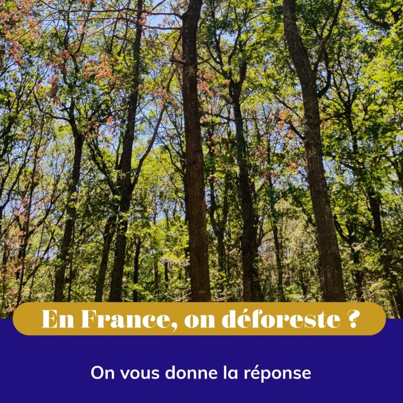 UCFF - Les Coopératives Forestières 🇫🇷 tweet media
