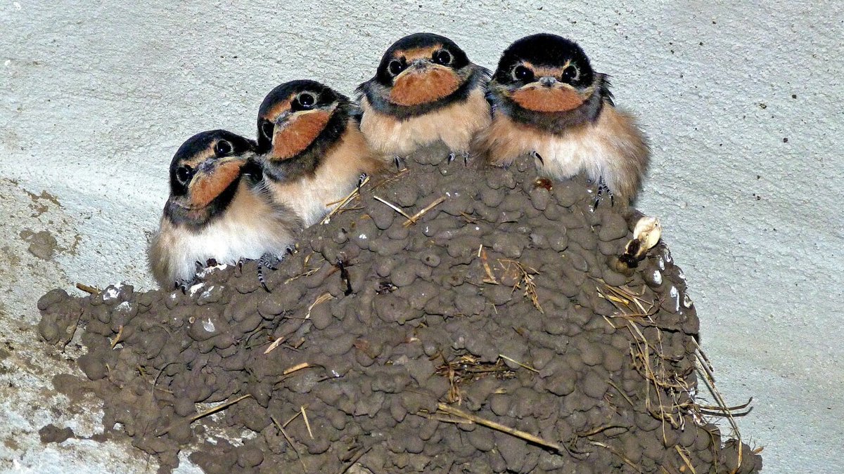 Ospitiamo le Rondini, simbolo della Primavera radiobau.it/2024/03/21/osp…