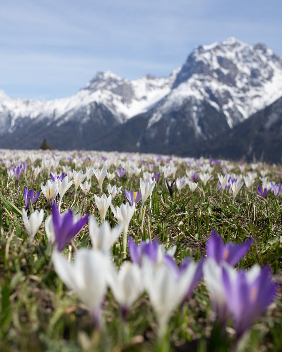 Winter is coming to an end! ❄️🪻🌷 Let us look back on a wonderful season together and show us your highlight this winter⛄️👇😎 #IneedSwitzerland #winter #spring #Switzerland