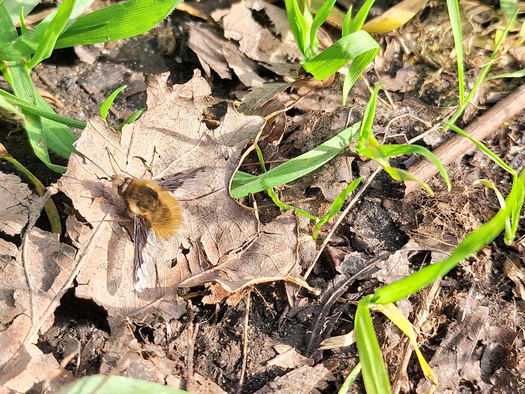 Dark-edged bee fly (Bombylius major) basking on Wandsworth Common this morning. No sign of any host species though. @flygirlNHM