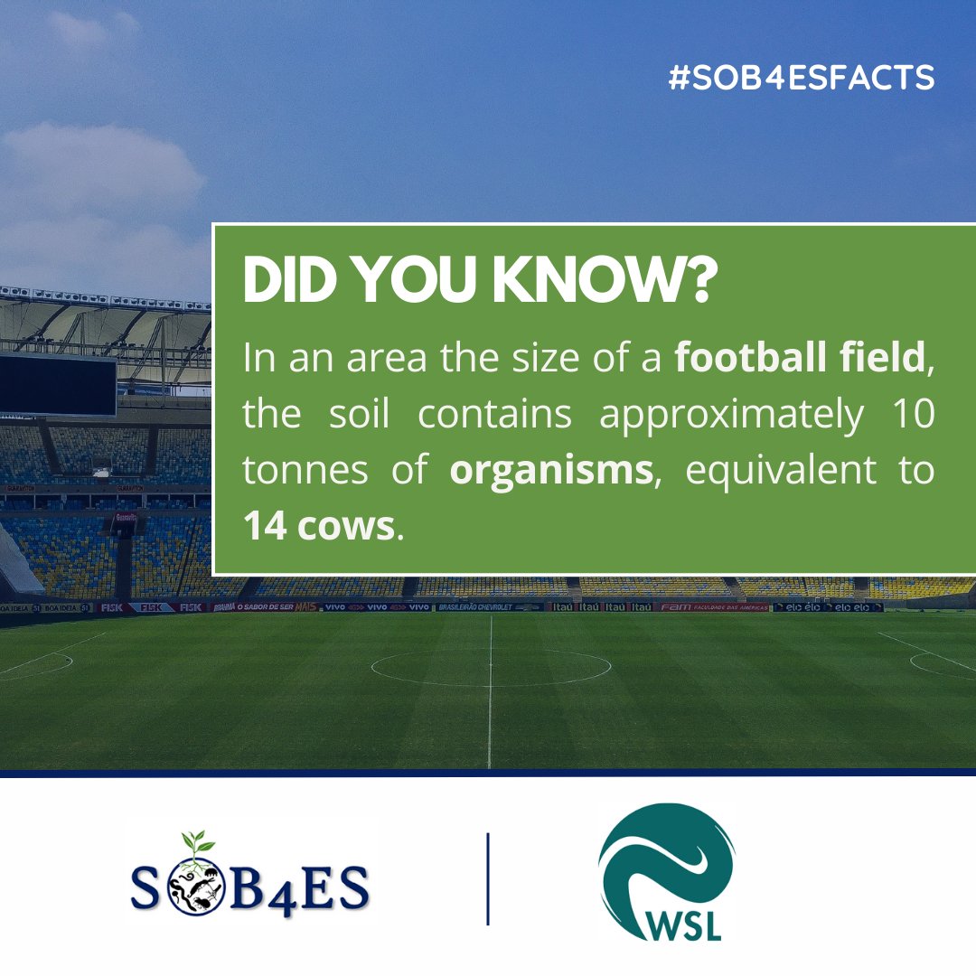 💡 Did you know that not a single soil can develop without the presence of living organisms? One cubic metre of soil contains, on average, 10^12  bacteria and 10^10 fungi, making microorganisms the most abundant organisms in the soil. 

#SOB4ESFacts

1/3