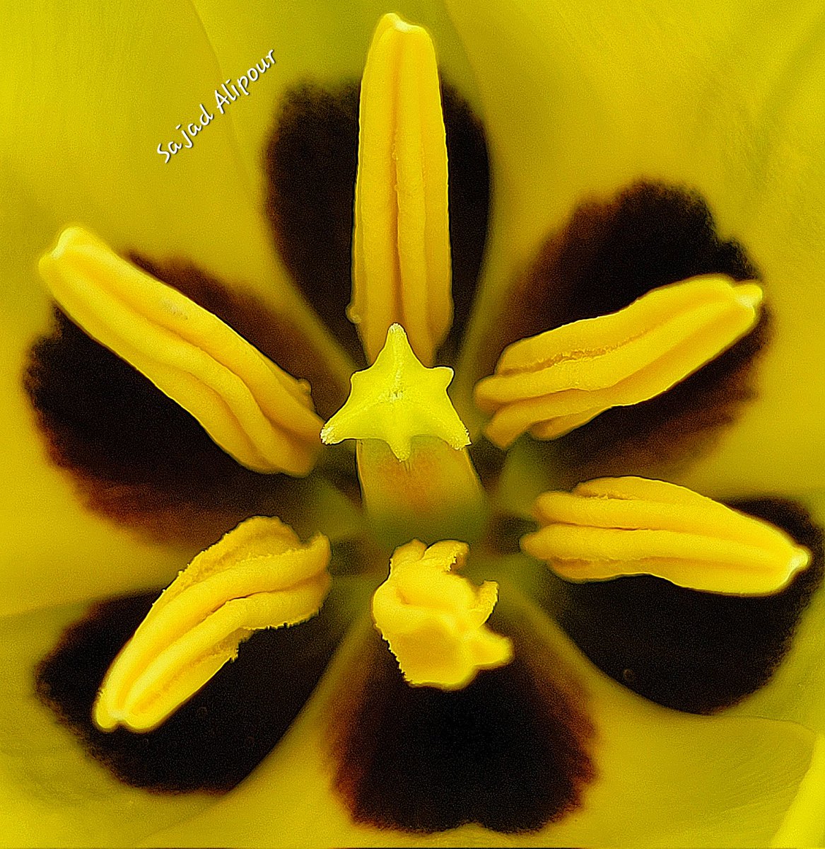 Tulipa systola Different colors Today