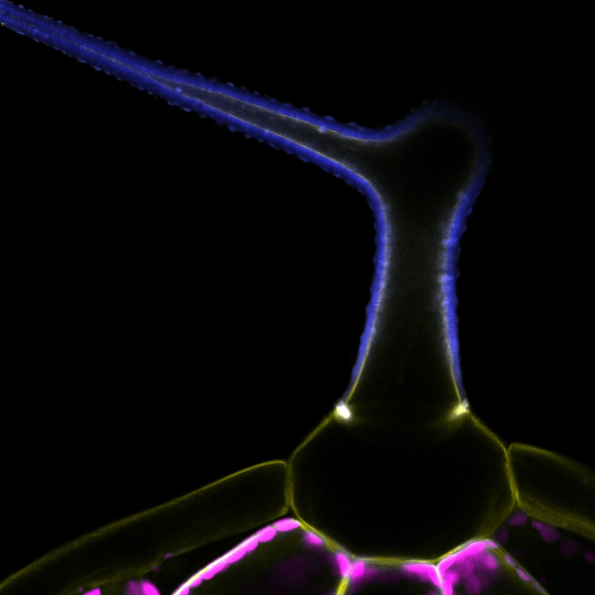 kulich_ivan's tweet image. Although mostly distantly and historically, I'm very proud to be a part of this. Trichomes are indeed fascinating structures. Blue - cell wall autoflourescence, yellow- PI4P, magenta - chlorophyl. doi.org/10.1093/plcell…