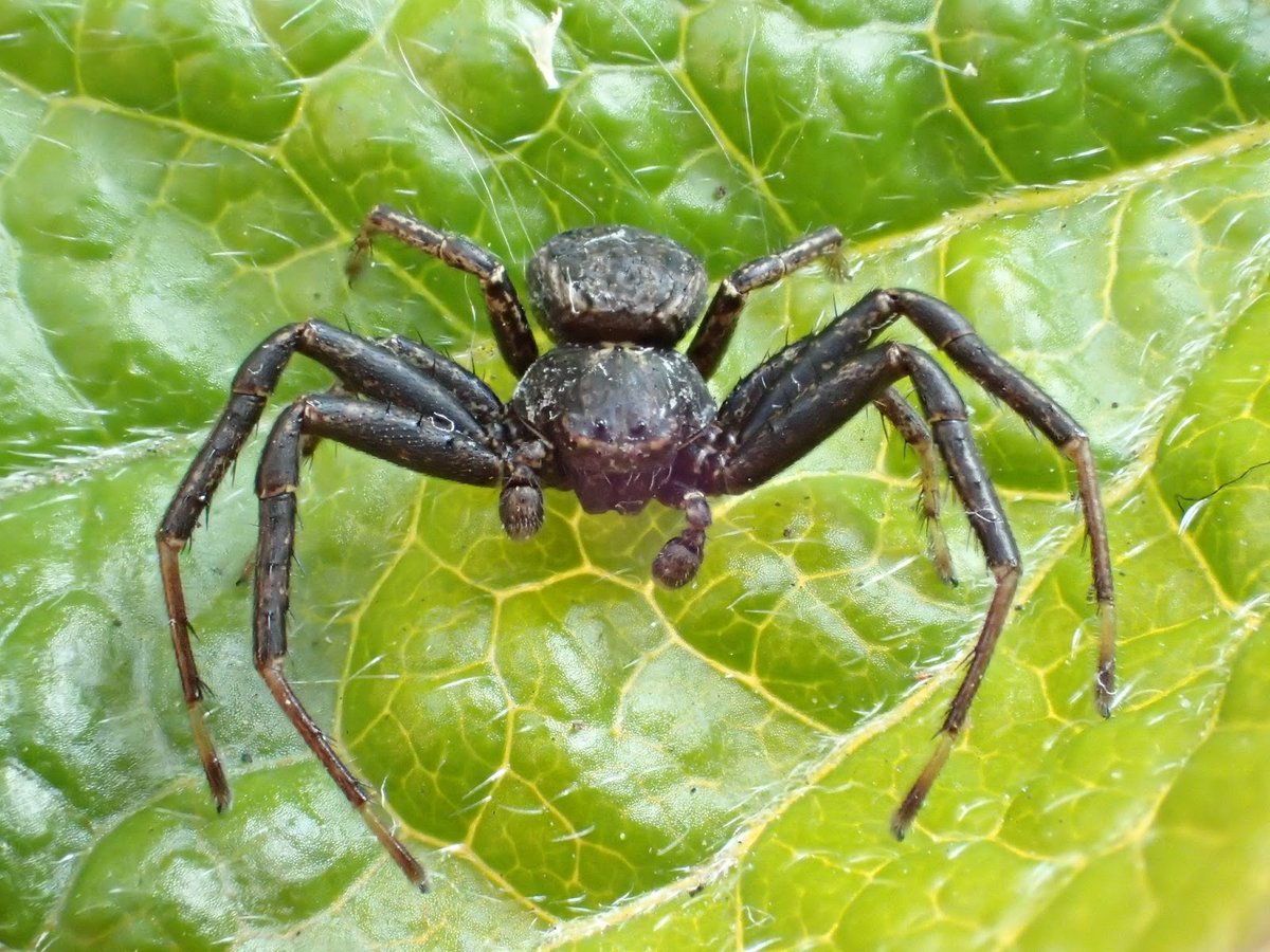 1/2 #speciesaday no. 229 is Xysticus acerbus. Nationally Rare (but should prob. be NS). A very large, leggy, dark crab spider (with tiny paps). Seems to favour chalk-grassland, arable margins and rough ground @BritishSpiders