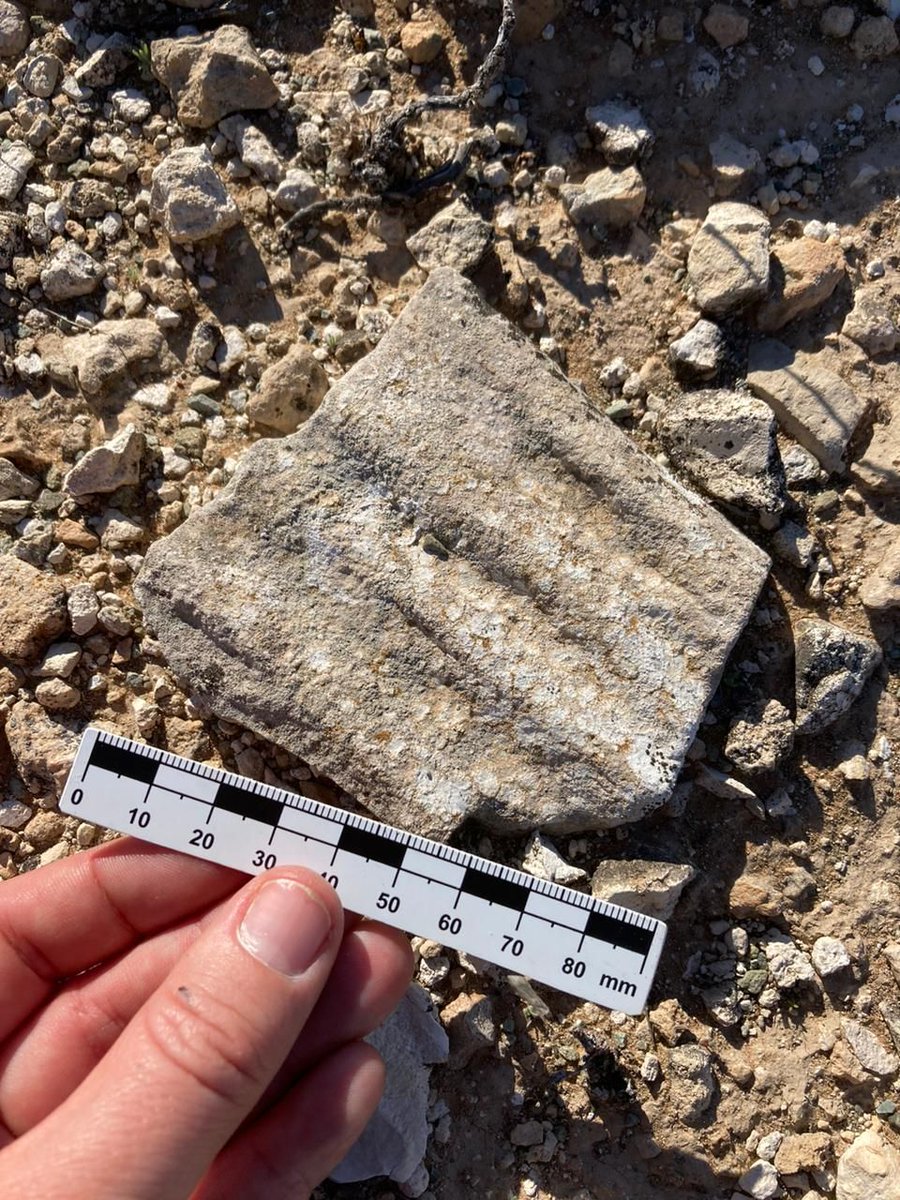 Check these ancient water ripples! Likely created from the wind blowing up little waves over shallow water. This was uncovered by HERI researchers on the edge of an ancient lake at Kalkkop meteorite impact crater in #SouthAfrica.