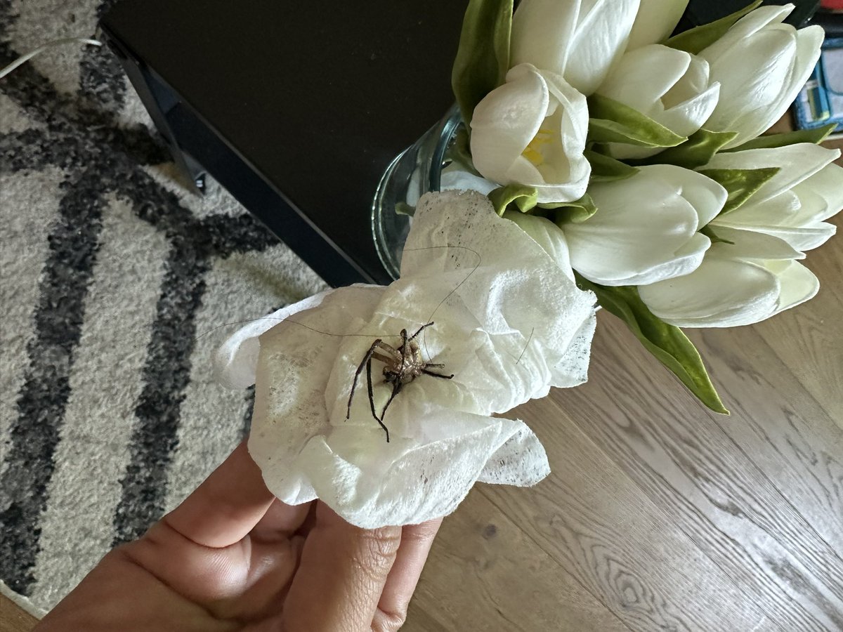 iamheatherjayne's tweet photo. Didn’t see one spider in Uganda, but I come home to this monster in my hallway 😫 https://t.co/kQGoUdAOo0