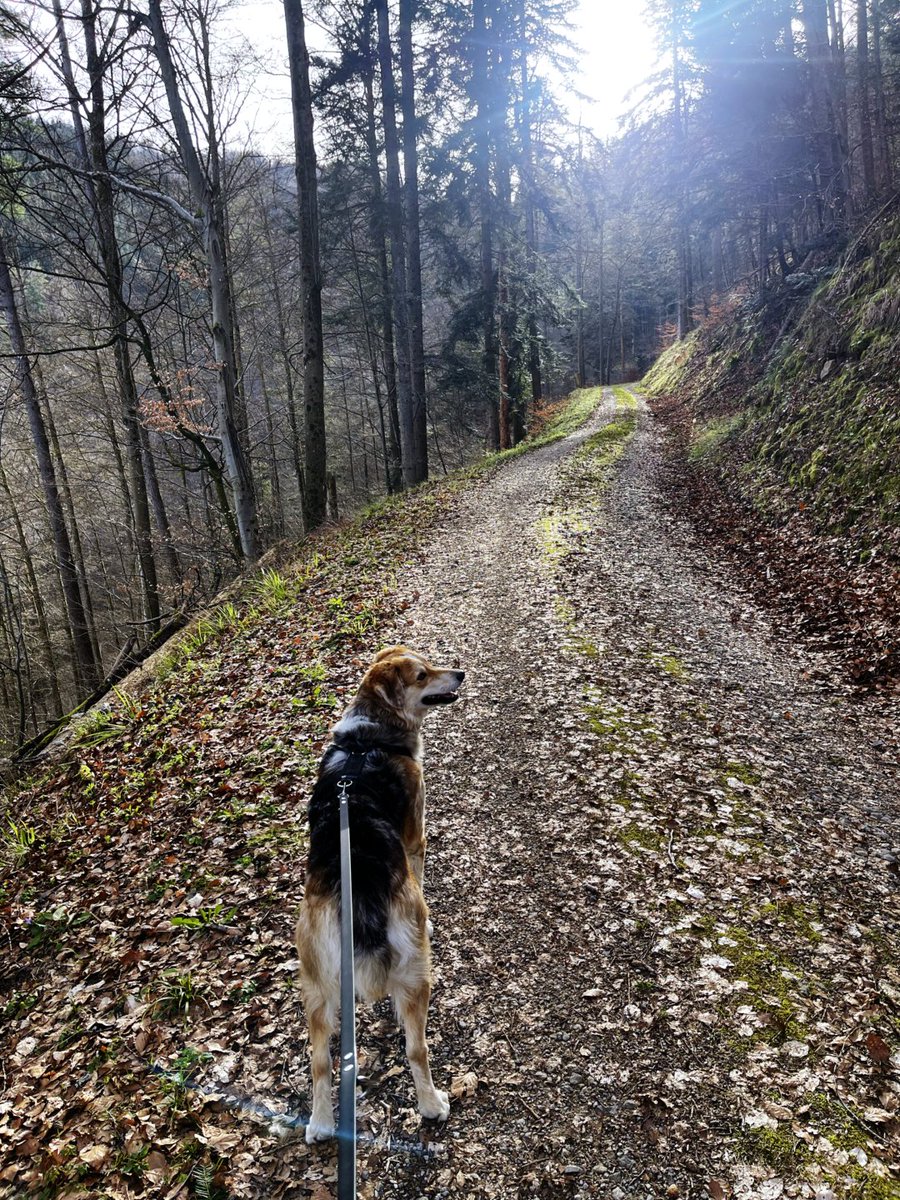 Schnaetterchen's tweet photo. Der Morgen mit dem Wolf: Ungeplante Änderung der Route (Schönwetterläufer mit felligen Kollegen vor uns). #hunderunde #hund #wolf #dog #forest #wald #hundecontent #dogcontent #dogsofx https://t.co/KFAVuGOIeq