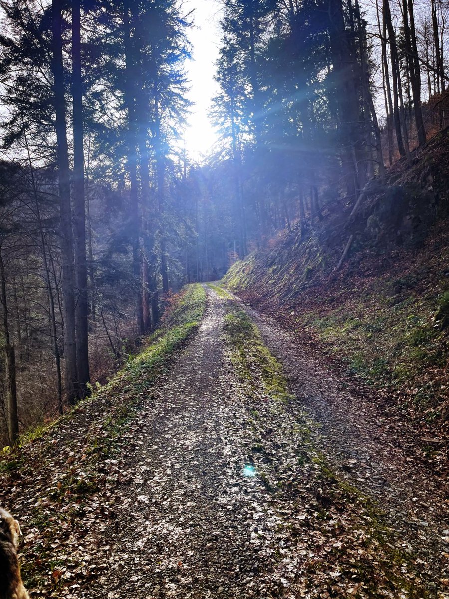 Schnaetterchen's tweet photo. Der Morgen mit dem Wolf: Ungeplante Änderung der Route (Schönwetterläufer mit felligen Kollegen vor uns). #hunderunde #hund #wolf #dog #forest #wald #hundecontent #dogcontent #dogsofx https://t.co/KFAVuGOIeq