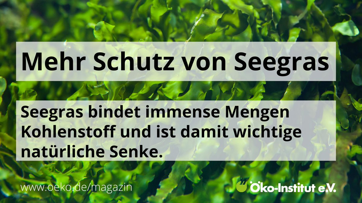 Die NGO @ProjektManaia bringt – unterstützt von der DSM @meeresschutz – Samen und ausgerissene Pflanzen zurück in die Seegraswiesen, um sie zu stärken und wiederherzustellen. oeko.de/magazin/nicht-… #Meeresschutz #NatürlicheSenken #Seegras #Nachhaltigkeit #MarineResearch