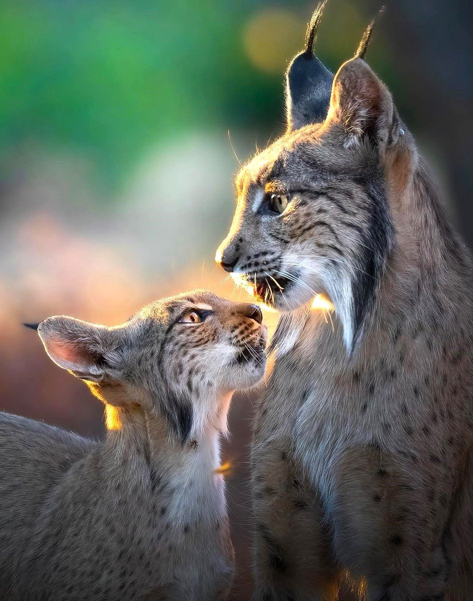 Morning🍀

📷Alexandra Surkova 
#wildlifephotographer #iberianlynx