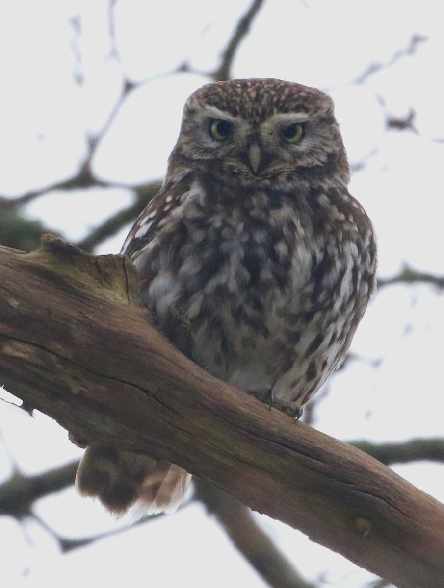 Little Owl, South Shropshire this morning @BTO_Shropshire @sosbirding @soscountyrec