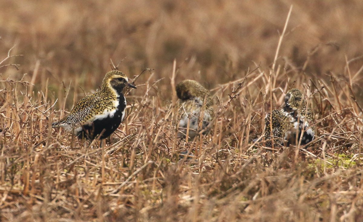 34 Goldies at Pole Bank this morning @BTO_Shropshire @sosbirding @soscountyrec