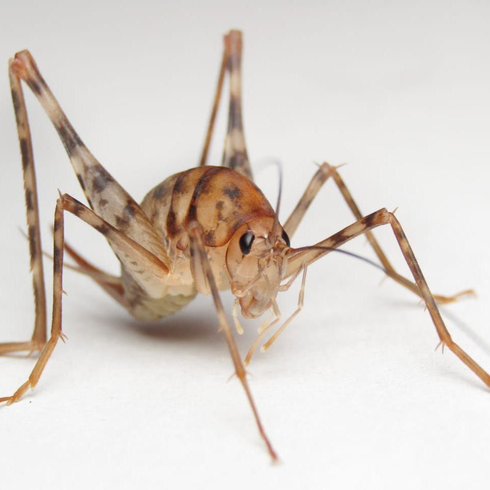 een nieuwe week, een nieuwe dinsdag. En dinsdag is natuurlijk niet compleet zonder determinatie dinsdag!
Deze week is het de vraag welk insect er op deze foto staat. Heb jij een idee? Laat het weten in de reacties!