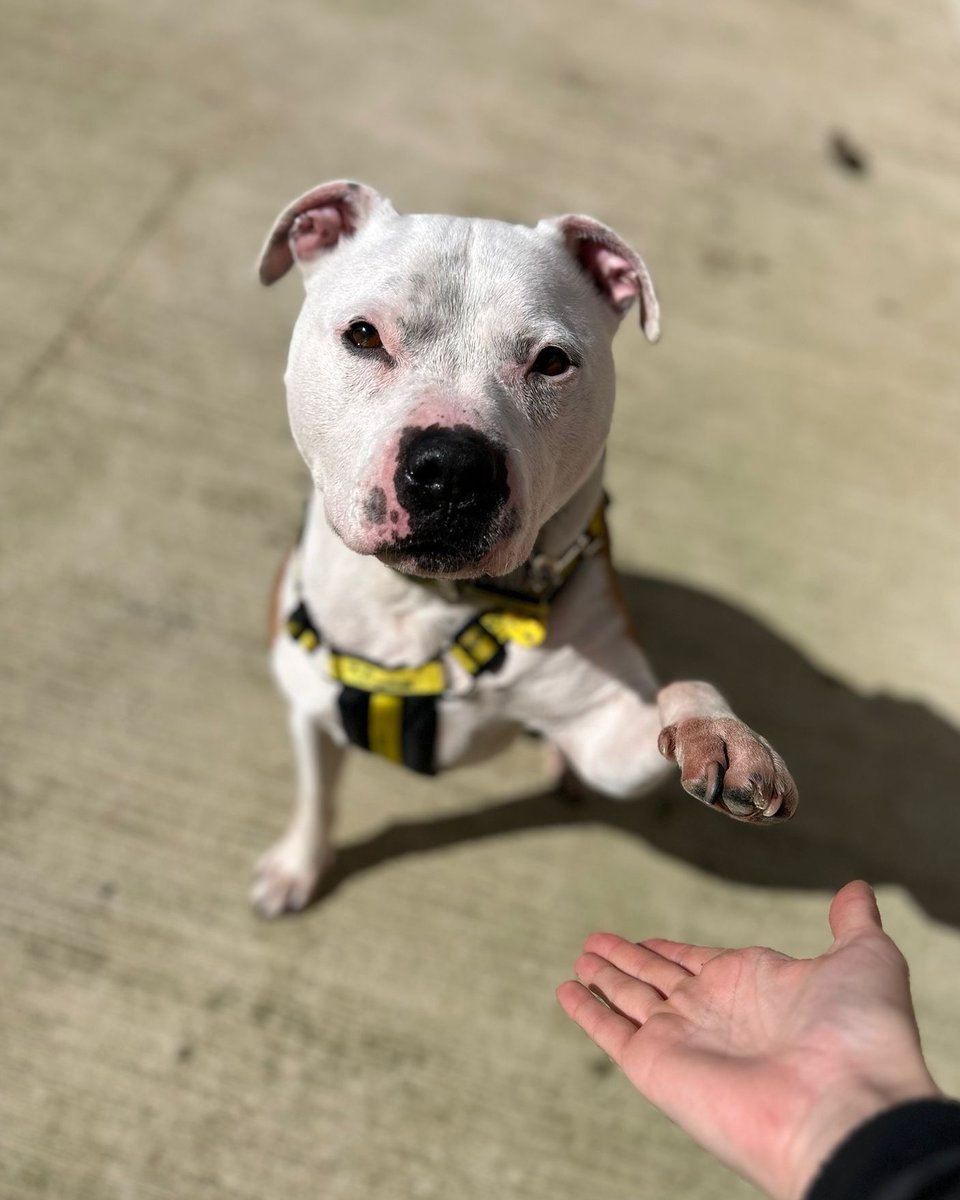 Beautiful Barry is here to offer a helping paw to anyone who needs it today 🥰🐾 This sweet boy is reserved @DT_Loughborough 🎉 [Image description: A white Staffy crossbreed with small floppy ears is sitting outside on concrete lifting his paw to meet the camera persons hand.