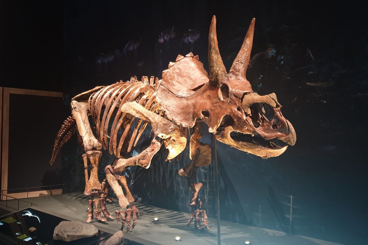 Spielberg was right: Triceratops lived in herds. Joint @Naturalis_Sci @UUEarthSciences research into a bonebed in Wyoming with five of these dinosaurs showed that the animals lived and died as a group ow.ly/55ty50R1n3Q