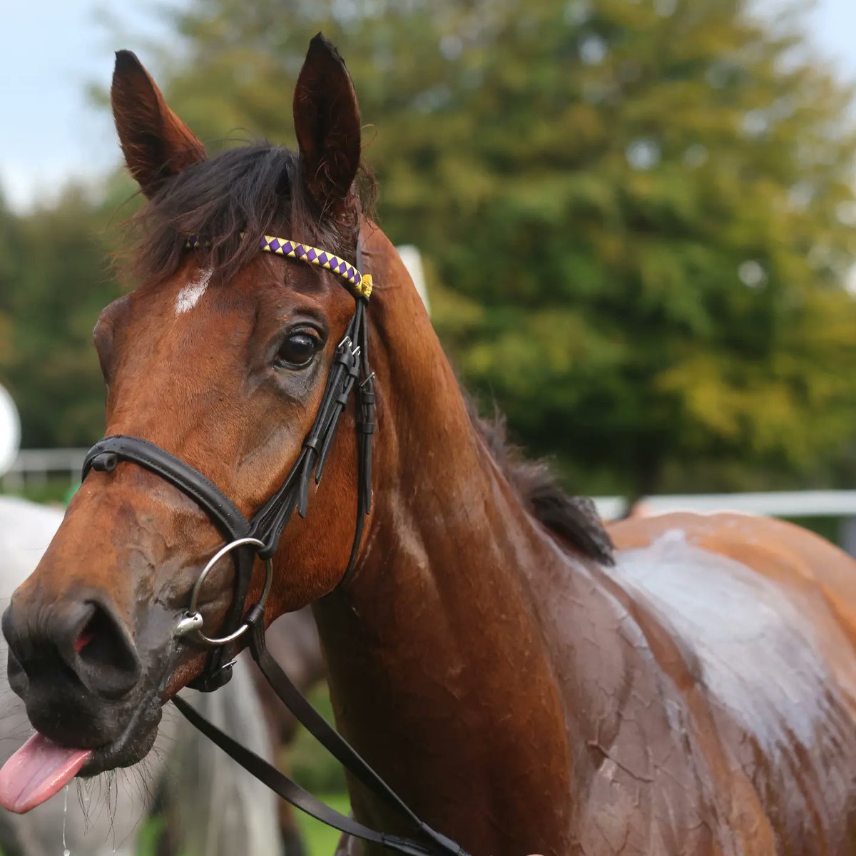 Goodwood_Races tweet picture