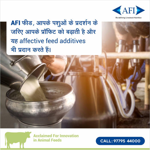 To further enhance animal performance and profitability, AFI provides effective feed additives. #Dairy #Feed #AnimalFeed #AnimalHealth #MilkProduction #AnimalNutrition #Farming #IndianDairyFarmer #DairyIndustry #DairyFarmer #DairyFarming #Milk #Agriculture #MakingAnImpact
