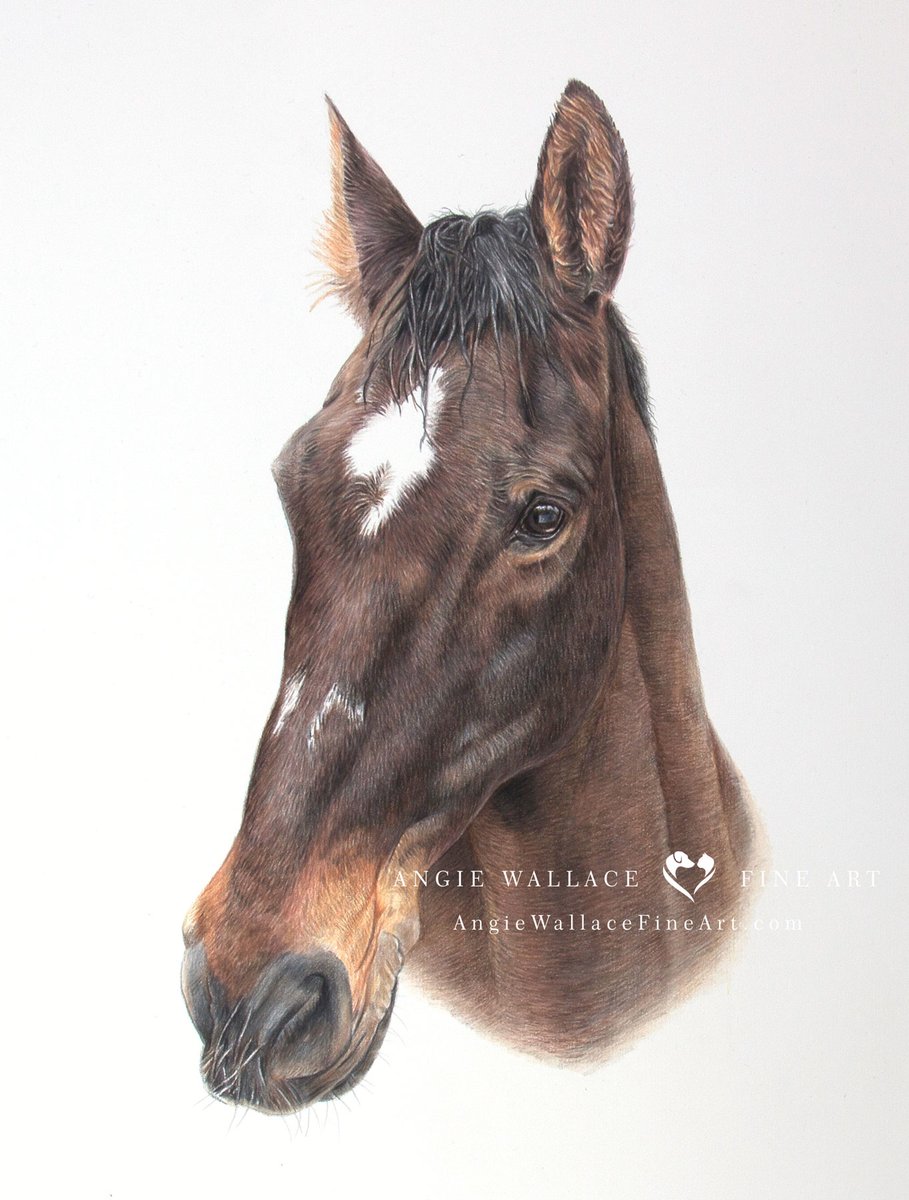 Here's Quidam's finished portrait, drawn in coloured pencils A3 12x17 in size. Quidam was 19 when he sadly passed. He was very sweet but also big in his temperament. Standing 1.80 m at the shoulder. Hope you like him. #horse #horseportrait #petportraits #colouredpencils #art
