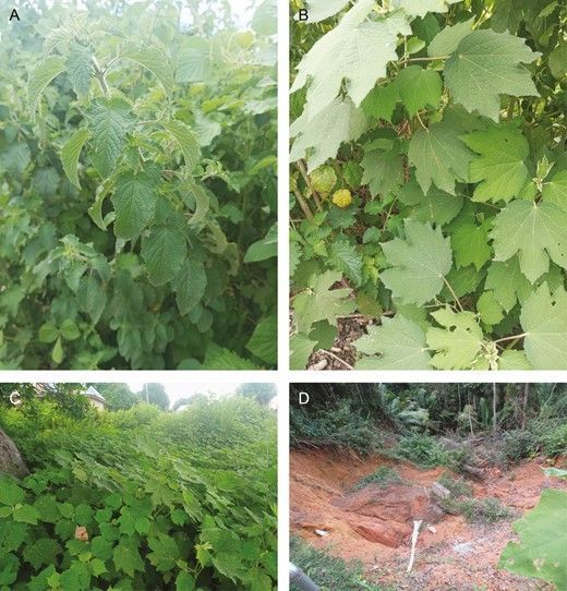 🌿 New article in @AoB_PLANTS on the impacts of two invasive plant species, Hyptis suaveolens and Urena lobata, on soil seed banks providing insights for restoration of invaded areas, by @AkomolafeFestu3 et al. Full #openaccess 👉 bit.ly/48Qgu4m #PlantScience