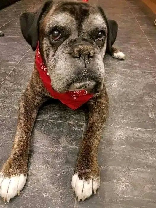 Boxer Dog Lovers & Owners tweet media