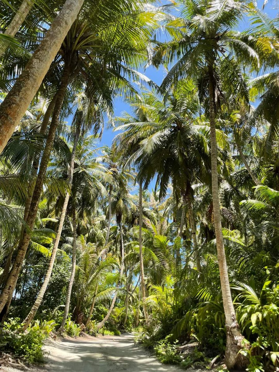 MomentNature's tweet photo. #NaturalBeauty
#destination
#beautiful
#trees
#beachvibes 
#Islandlife
#NaturePhotography 
#nature 
#Thakandhoo 
#Maldives 
📷Asima https://t.co/8vTbAXozq0