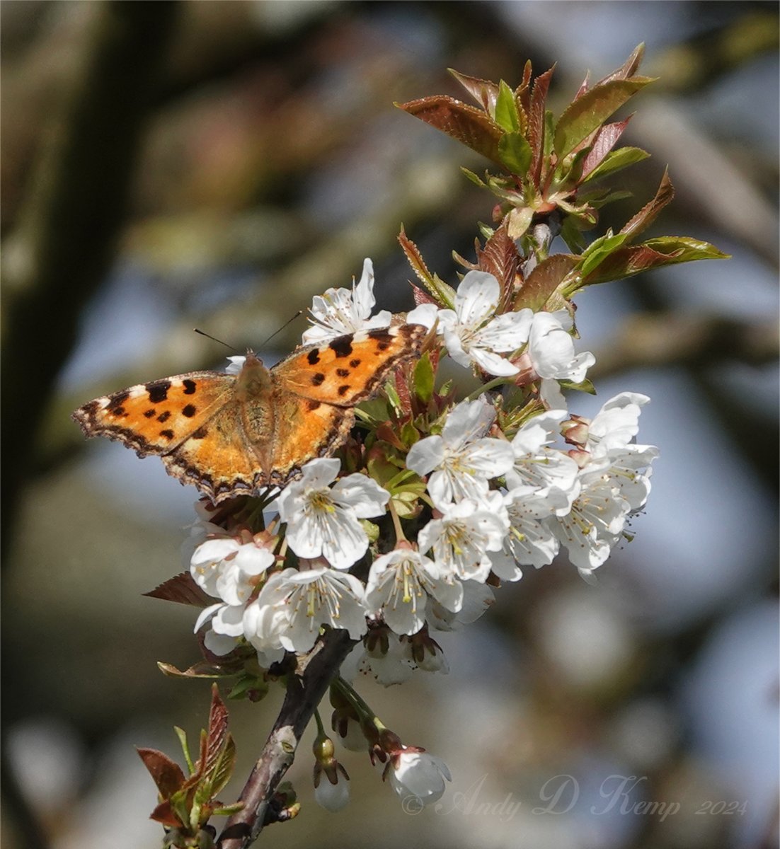 BeauxReflets's tweet photo. Springtime https://t.co/OjUqHmZMtH