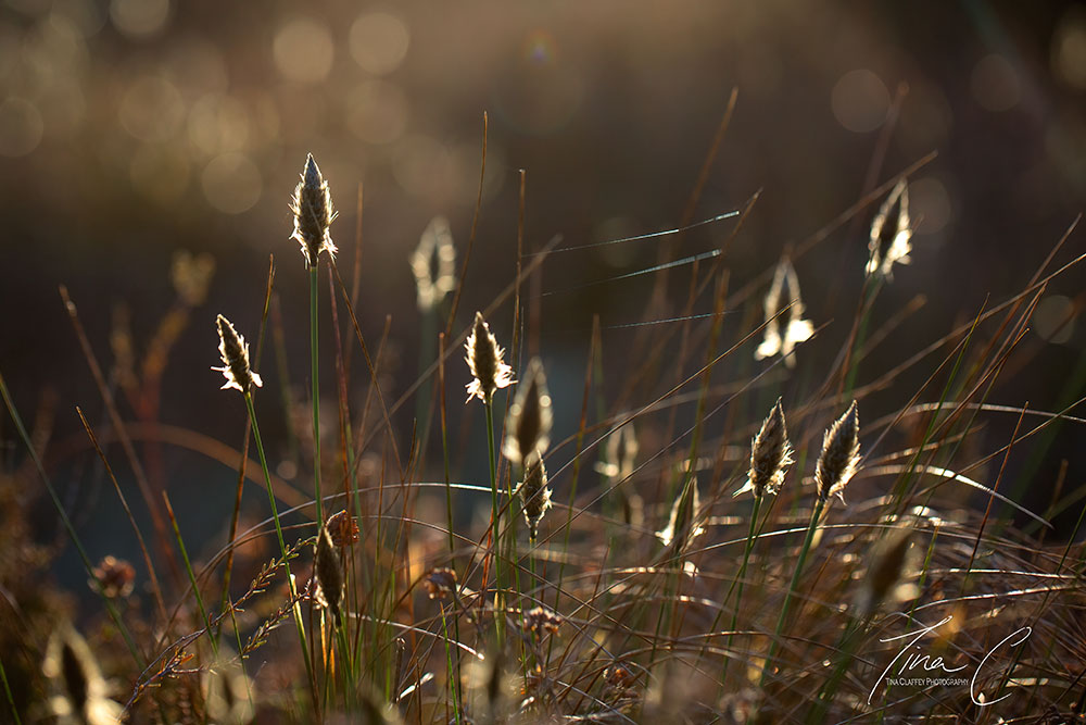 A sliver of evening sun illuminates the Hare's Tail Bog cotton like little flickering candles @CCWPeatlands @peatlandsLIFEIP @PeatlandConserv @PeatlandsG @noonan_malcolm @wildflower_hour @CurrachBooks