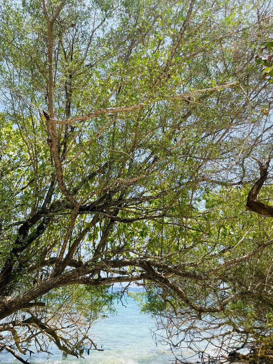 MomentNature's tweet photo. #NaturalBeauty
#destination
#beautiful
#trees
#beachvibes 
#Islandlife
#NaturePhotography 
#nature 
#Thakandhoo 
#Maldives 
📷Asima https://t.co/XPezVa3wuk