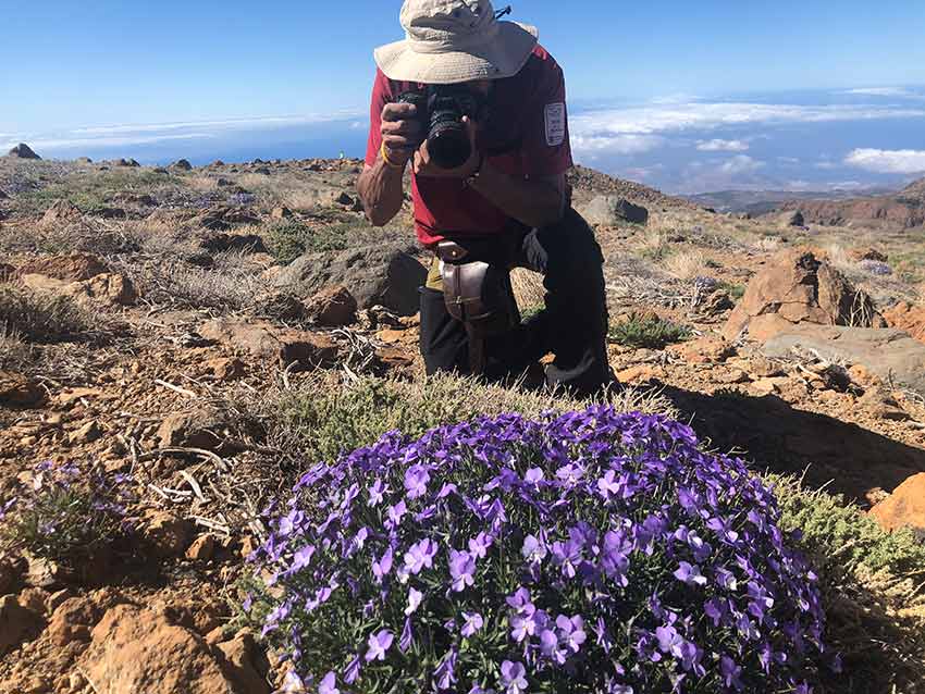 ¡LA VIOLETA DE GUAJARA: OTRA PLANTA EXCLUSIVA DEL PARQUE NACIONAL DEL TEIDE! 🗻 Conoce el sorprendente hallazgo del Parque Nacional del Teide: un nuevo tipo de planta endémica de Tenerife.🌺 #violetadelteide #teide #violetaguajara Descúbrela aquí ⏯ i.mtr.cool/taghbcdypt