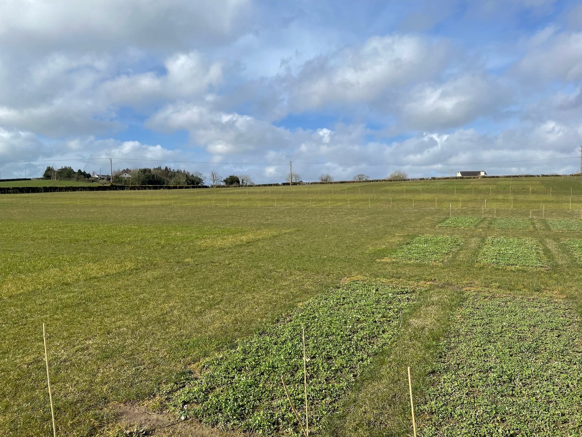 The Herbage VCU team have been out at the 2022 & 2023 National List trials measuring Red Clover plots and dividing with burn lines for the harvests in the months ahead