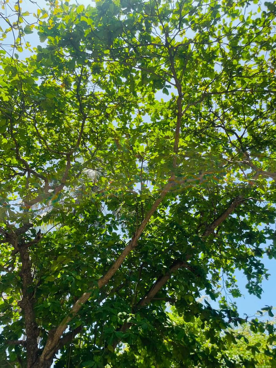 MomentNature's tweet photo. #NaturalBeauty
#destination
#beautiful
#trees
#beachvibes 
#Islandlife
#NaturePhotography 
#nature 
#Thakandhoo 
#Maldives 
📷Asima https://t.co/VPvLDr9q4f