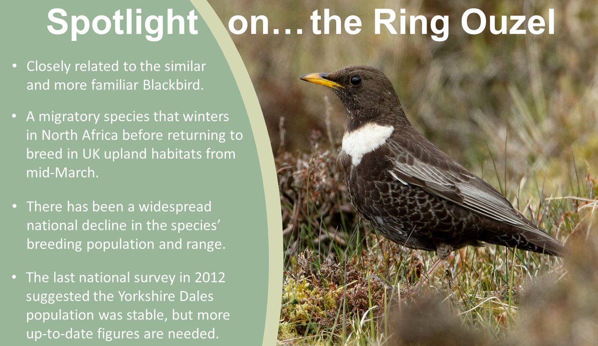 WildlifeDales's tweet photo. Our Priority Species of the Month for March is the Ring Ouzel, one of our lesser-known migratory species, which will soon be returning to their breeding grounds here in the @yorkshire_dales.

Find out more about these birds here:
https://t.co/Zbl73Eyc0j

📸 Whitfield Benson https://t.co/IThUccvJLu