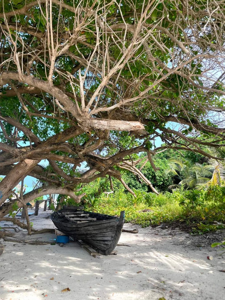 MomentNature's tweet photo. #NaturalBeauty
#destination
#beautiful
#trees
#beachvibes 
#Islandlife
#NaturePhotography 
#nature 
#Thakandhoo 
#Maldives 
📷Asima https://t.co/w7gBwE34eD