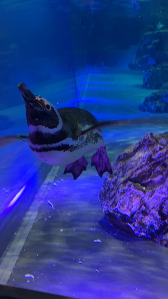 yuuunaaagi's tweet photo. これはめちゃくちゃ羽ばたいてるすみだ水族館のペンギン

#すみだ水族館 
#ペンギン
#写真好きな人と繋がりたい https://t.co/FPDdn4p5tH