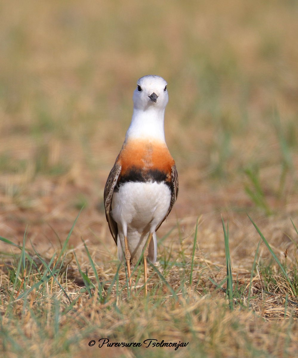 Oriental Plover (𝐶ℎ𝑎𝑟𝑎𝑑𝑟𝑖𝑢𝑠 𝑣𝑒𝑟𝑒𝑑𝑢𝑠) - one of the beautiful birds to see in the vast Mongolian steppe. They will soon be returning to their birthplace from the wintering grounds in Australia.