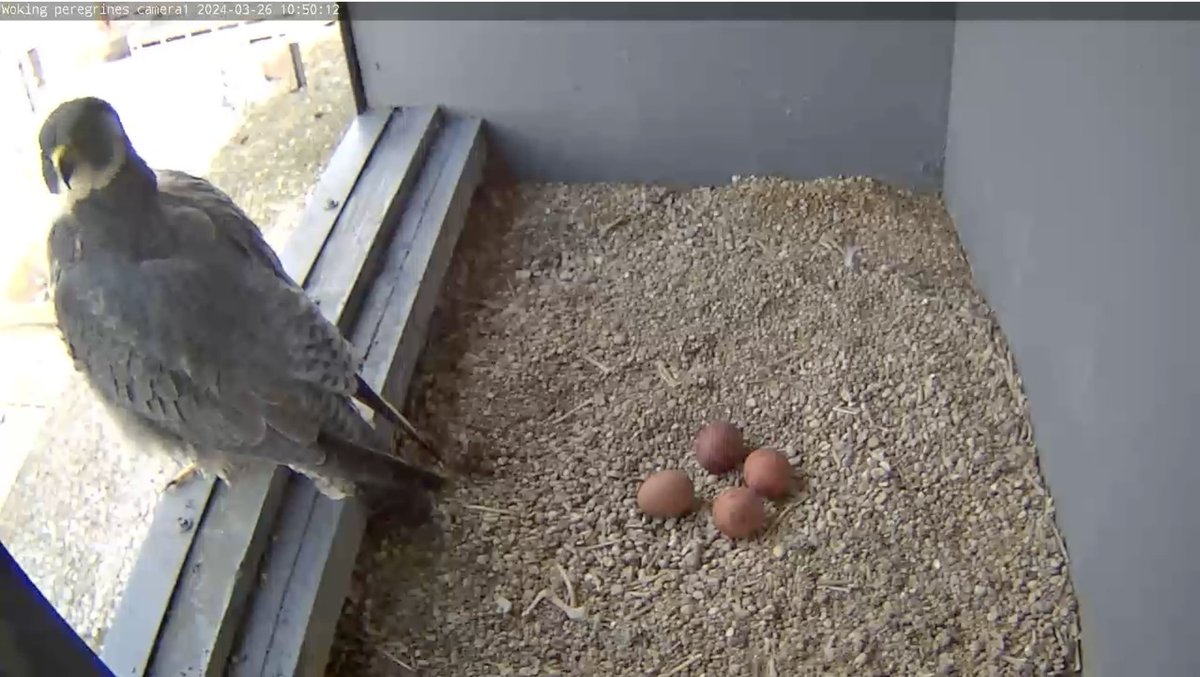 We now have 4 eggs! @SurreyBirdNews @wokingcouncil @SurreyWT