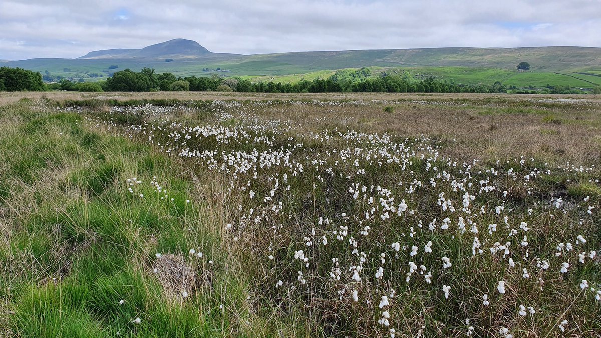 Introducing Swarth Moor! We have an exciting project on Swarth Moor SSSI - a lowland raised bog in the Yorkshire Dales with a nationally rare lagg #fen habitat The site is managed by Natural England and under restoration by Yorkshire Peat Partnership.