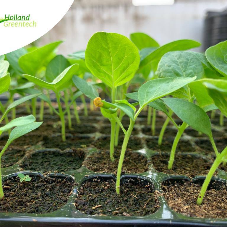 Start Your Growing Journey with Jiffy - The Seedling's Best Friend! Discover the magic of Jiffy substrate - because every seedling deserves the best start! Click the link below to express your interest. #JiffySubstrate forms.gle/MG17eASSv4Vo2J…